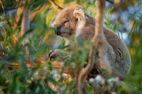 Koala - Phascolarctos cinereus o2909